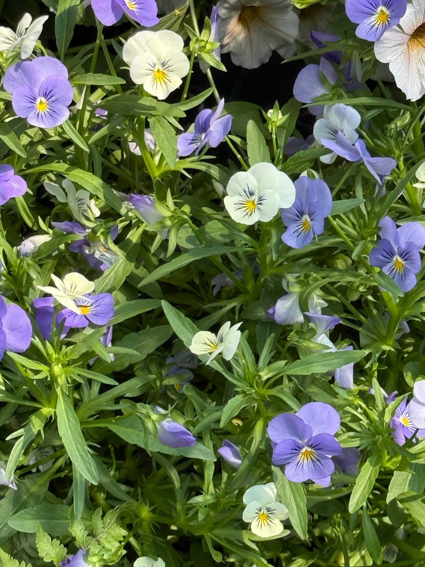 Viola cornuta Sorbet® XP YTT Babyface F1 | Horned Pansy therapyofflowers.com