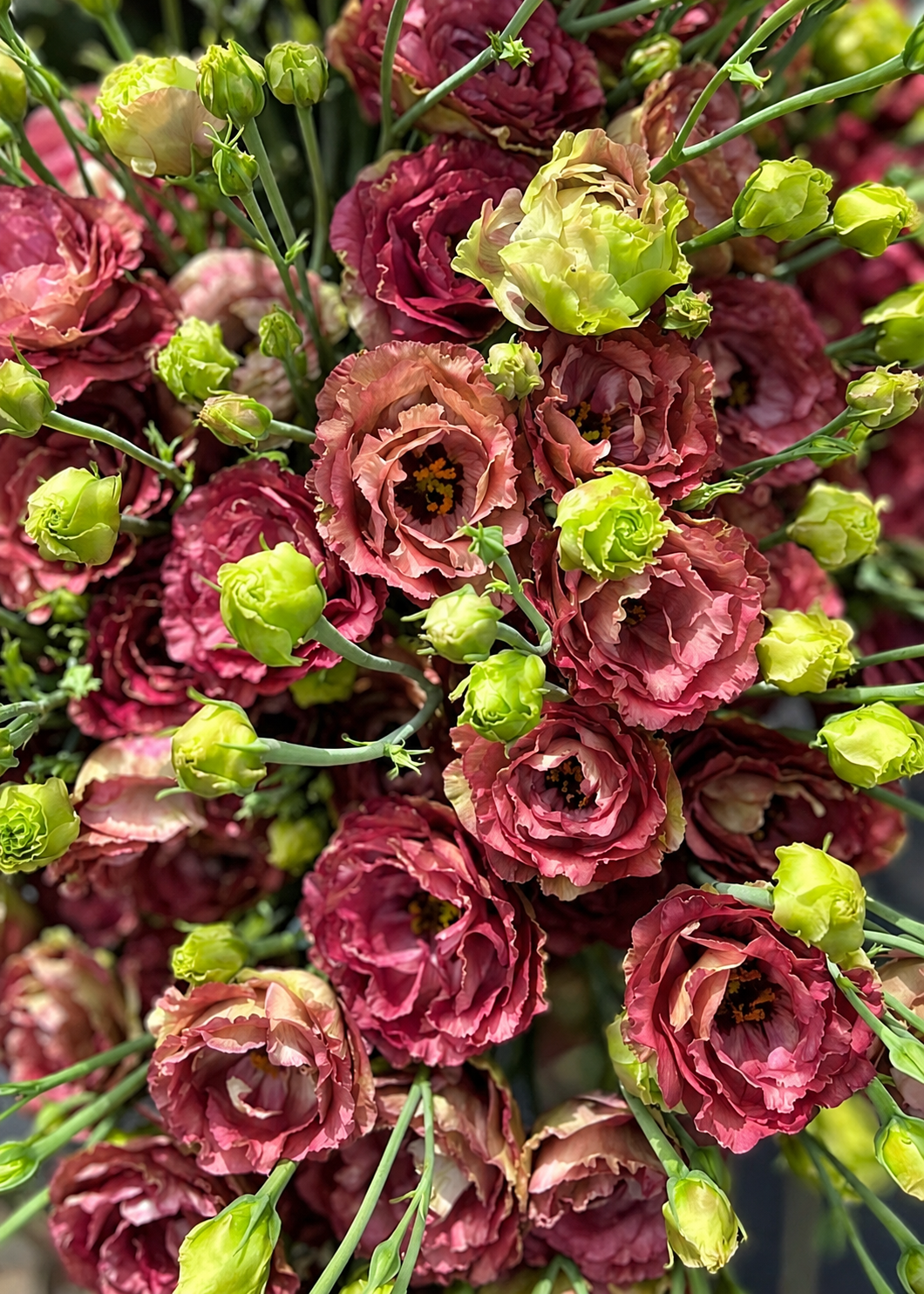 Liziante Rosanne Brown F1 | Eustoma grandiflorum  | Group 3