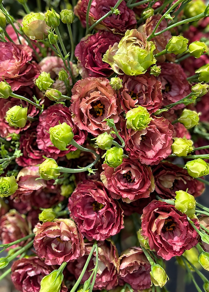 Liziante Rosanne Brown F1 | Eustoma grandiflorum  | Group 3