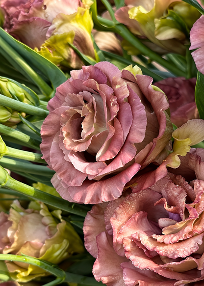 Liziante Rosanne Brown F1 | Eustoma grandiflorum  | Group 3