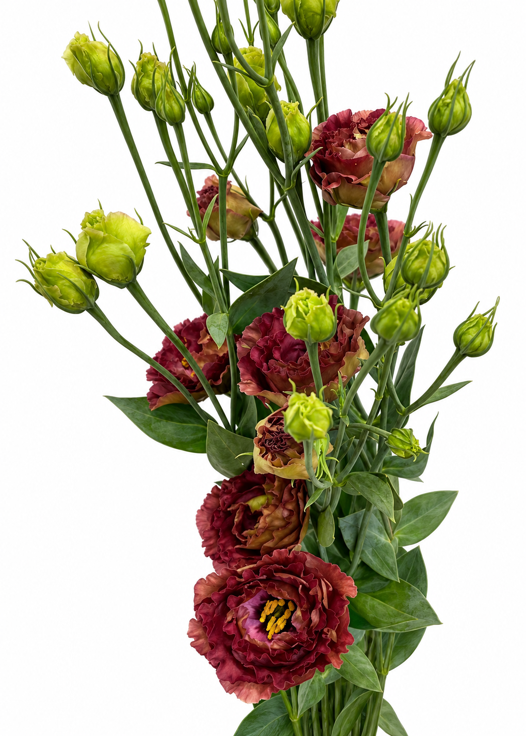 Liziante Rosanne Brown F1 | Eustoma grandiflorum  | Group 3