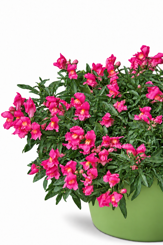 Nokarenā lauvmutīte Candy Showers Rose F1 | Antirrhinum majus