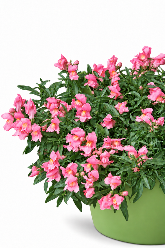 Nokarenā lauvmutīte Candy Showers Pink F1 | Antirrhinum majus 