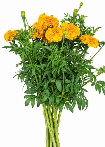 Tagetes erecta Coco™ Gold F1 | African Marigold | Cut Flower