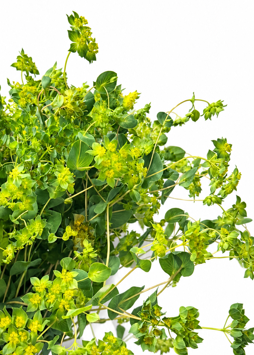 Apaļlapu bupleire Green Gold | Bupleurum rotundifolium