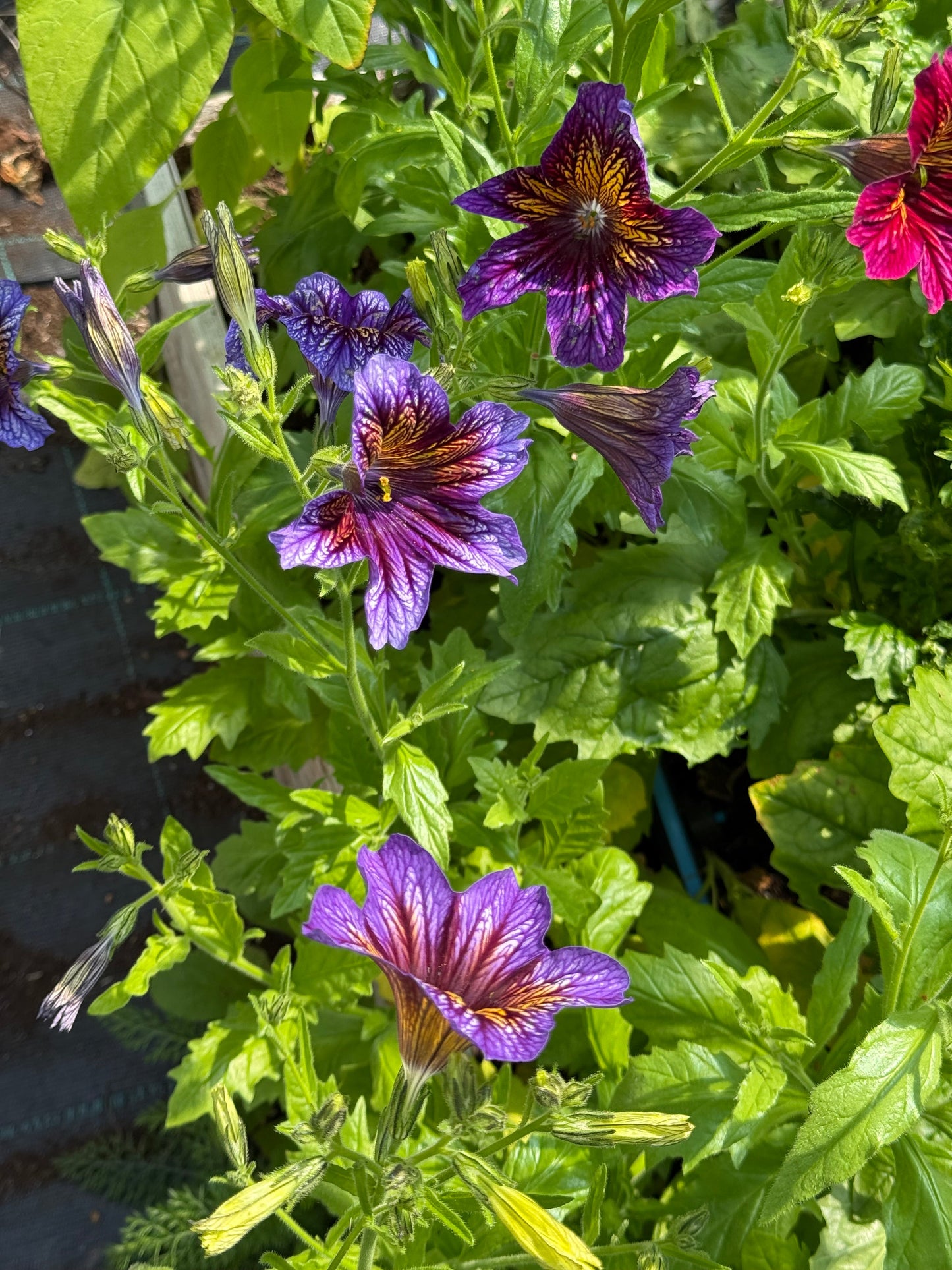 Salpiglossis sinuata Tora Blue F1 | Velvet Trumpet Flower | Pelleted therapyofflowers.com