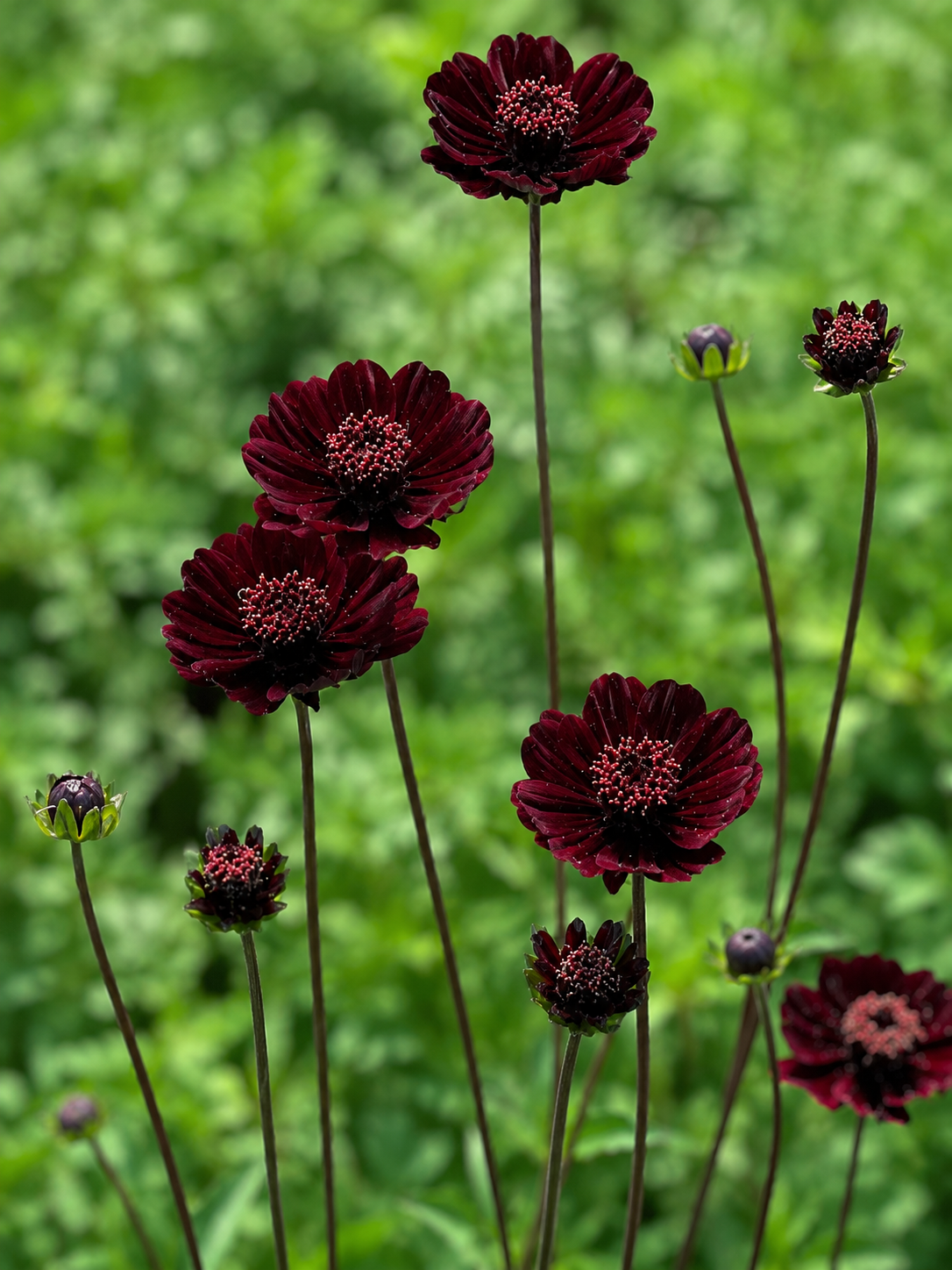 Cosmos atrosanguineus Black Magic therapyofflowers.com