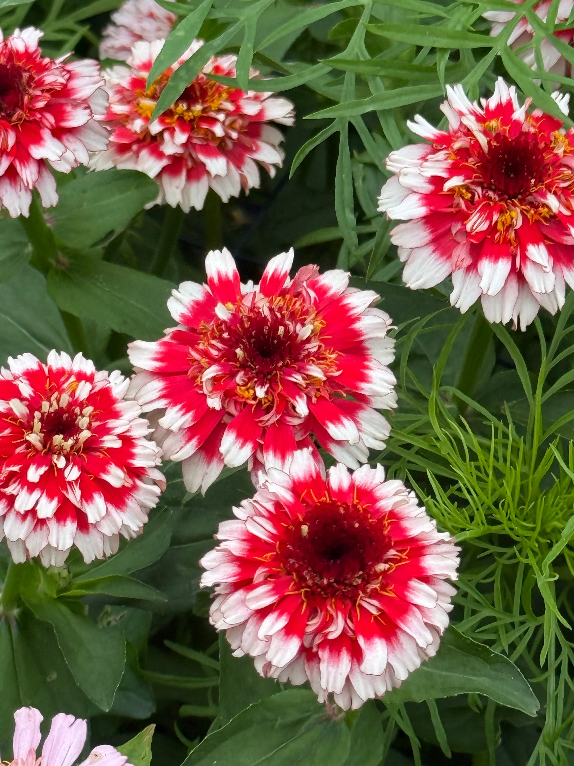 Zinnia elegans Zinderella Fizz | Scabiosa-Flowered Zinnia therapyofflowers.com