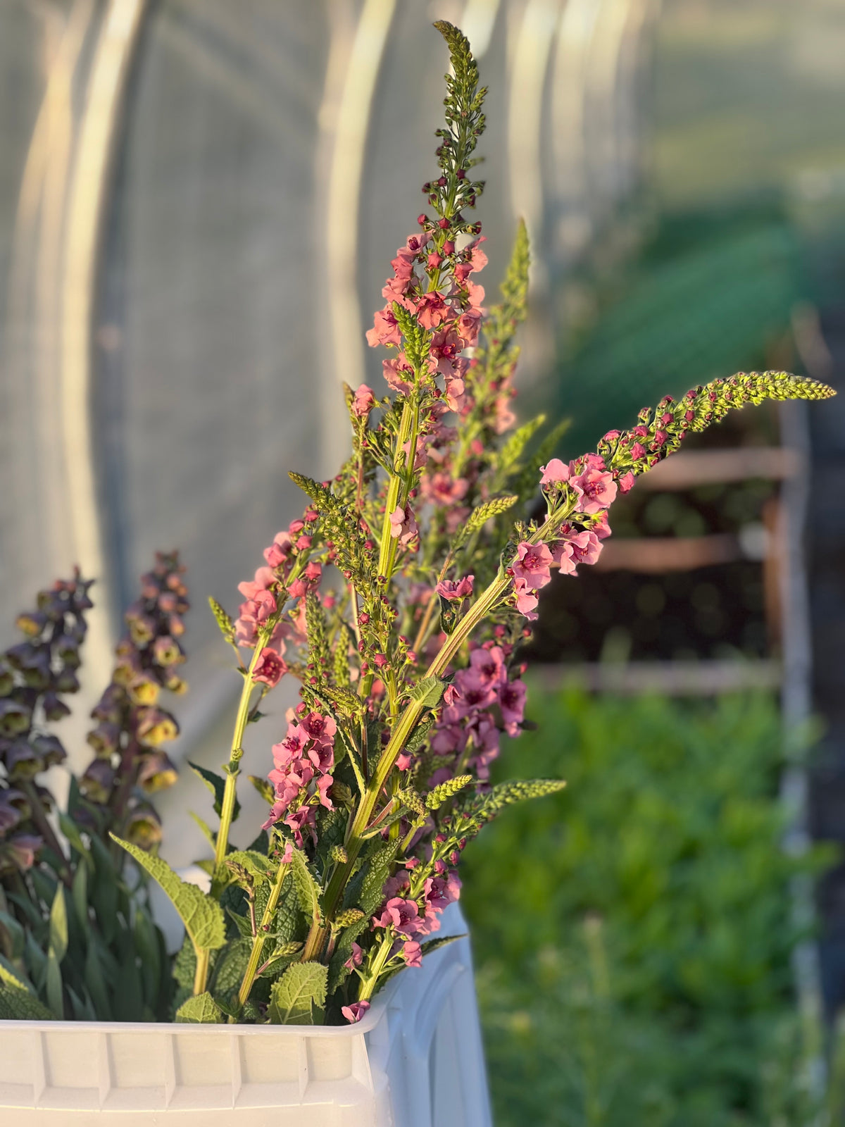 Deviņvīruspēks Southern Charm | Verbascum x hybrida 