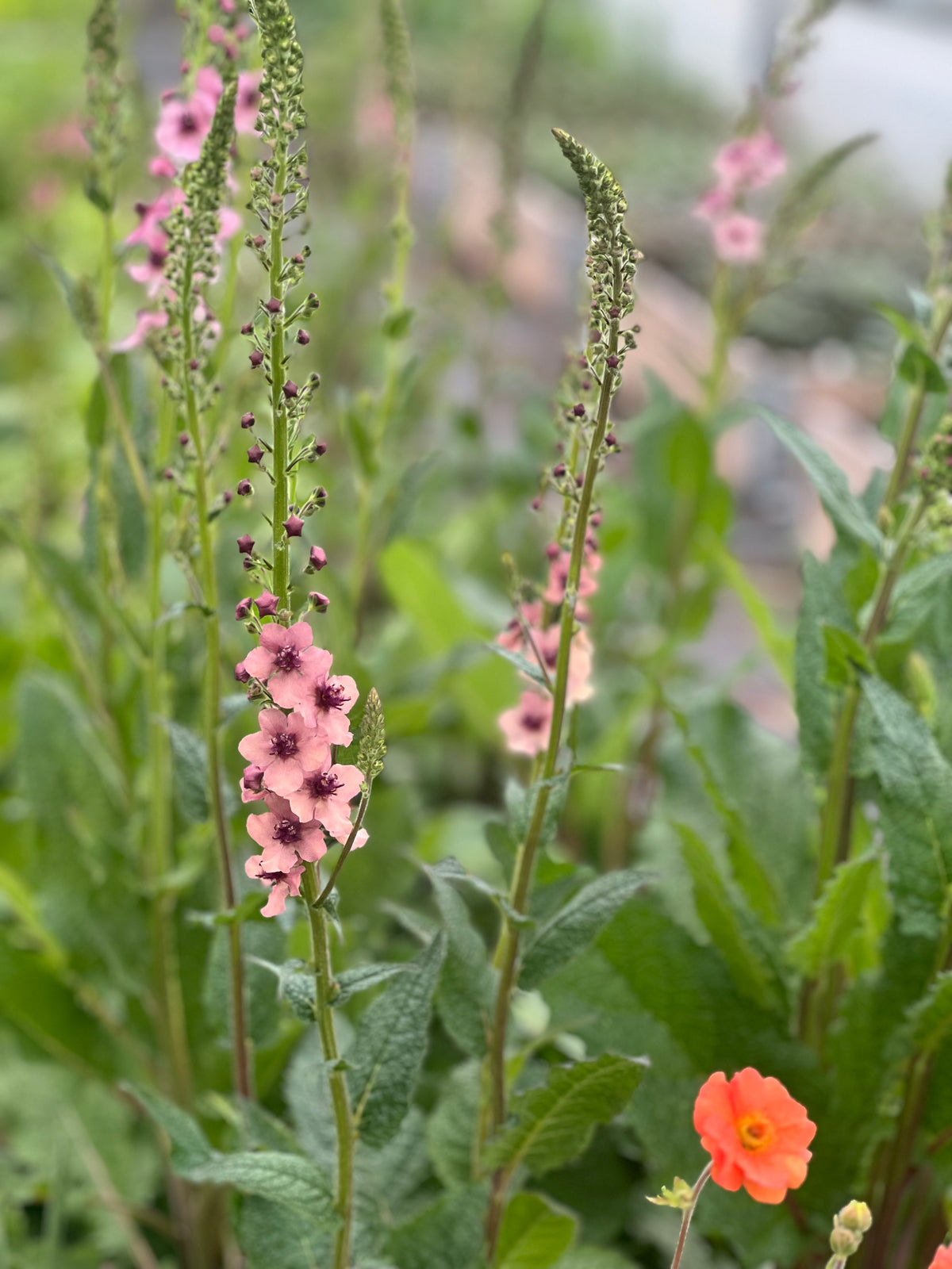 Deviņvīruspēks Southern Charm | Verbascum x hybrida 