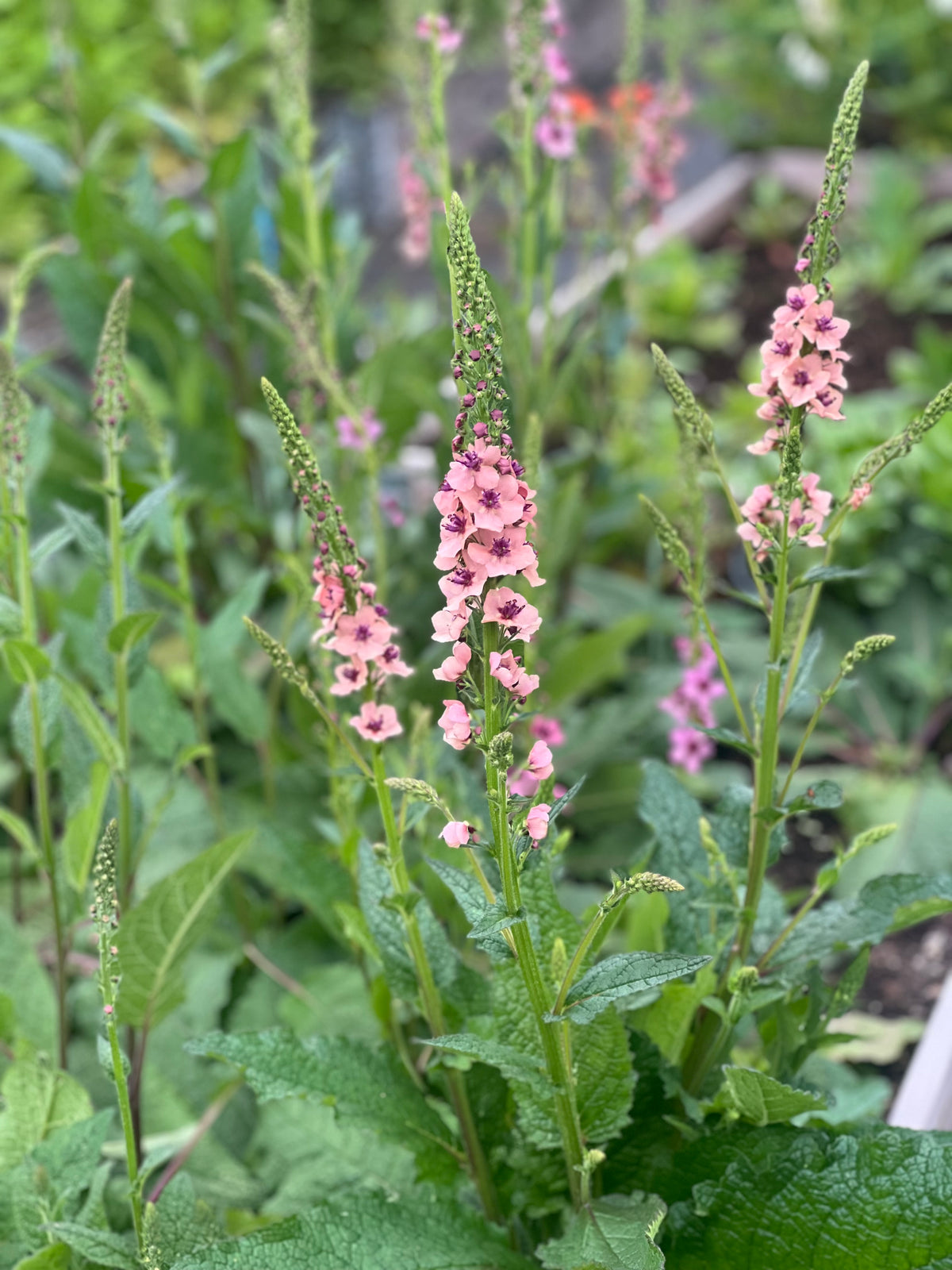 Deviņvīruspēks Southern Charm | Verbascum x hybrida 
