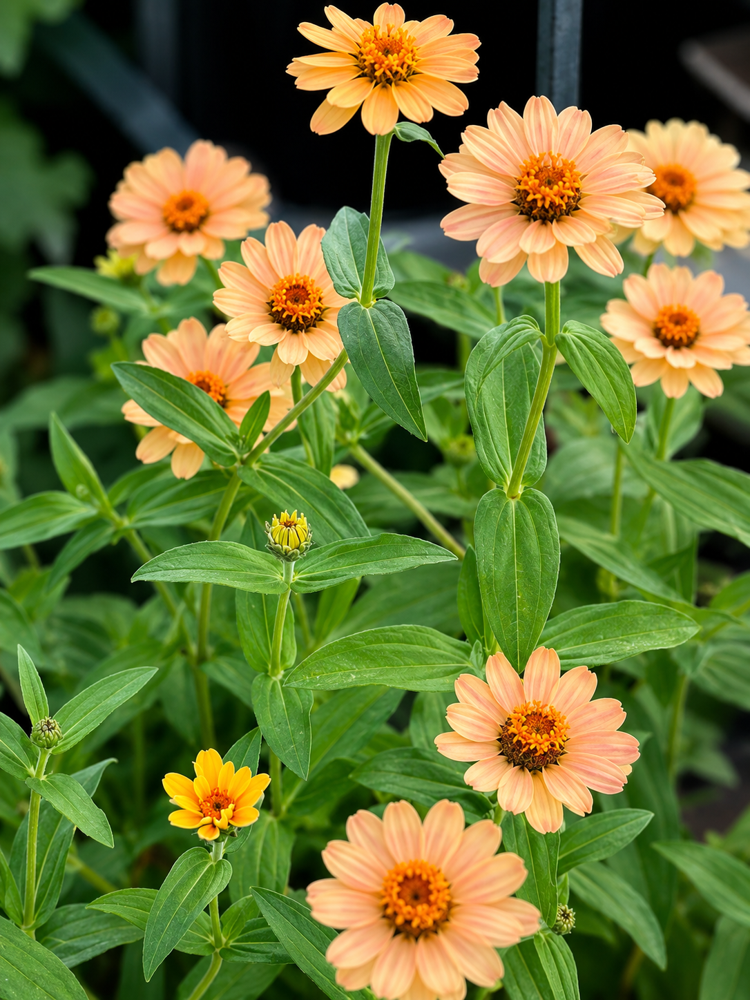 Zinnia Hybrida Profusion Apricot | Great for Cut Flowers therapyofflowers.com
