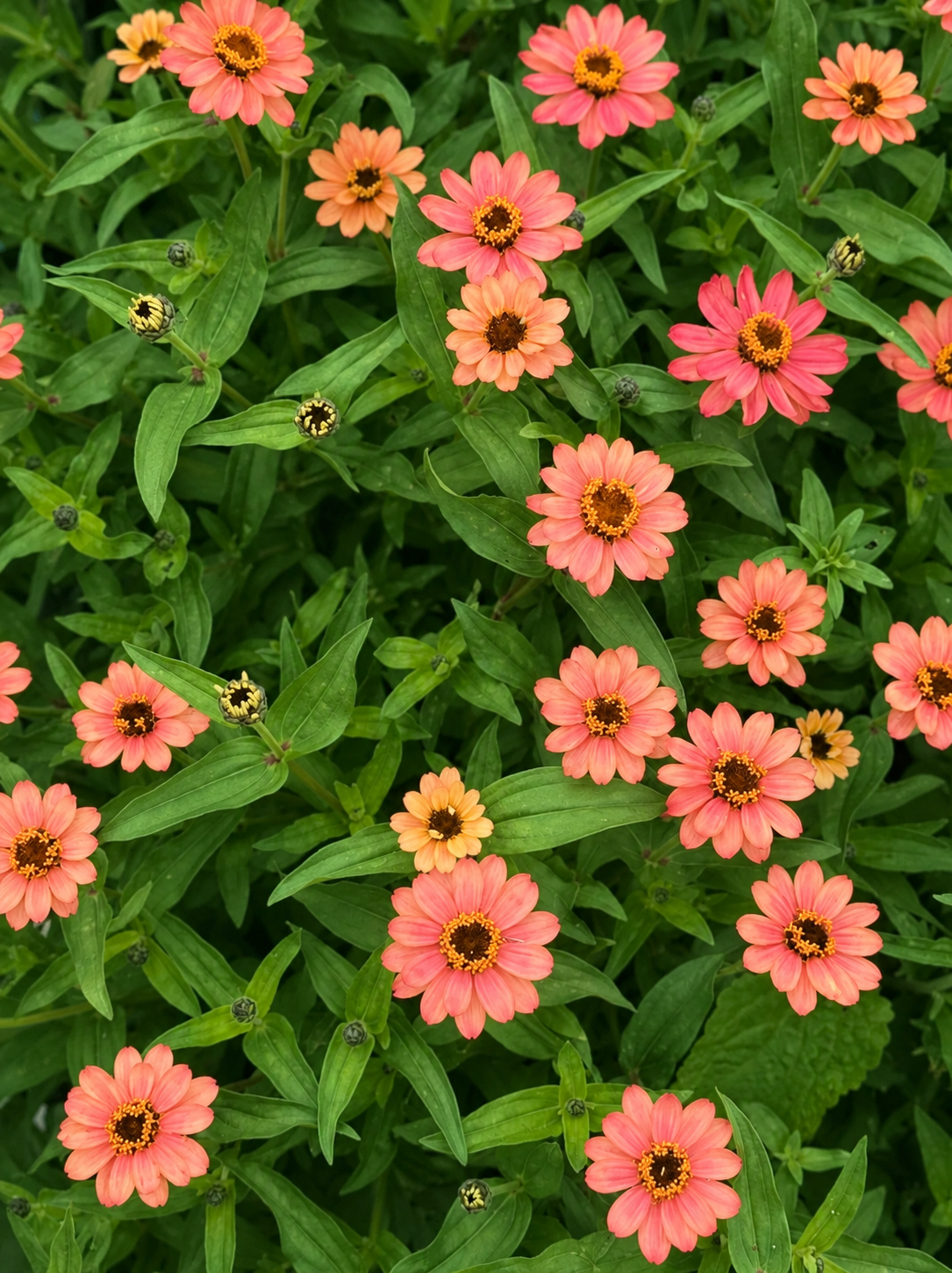 Zinnia Hybrida Profusion Apricot | Great for Cut Flowers therapyofflowers.com