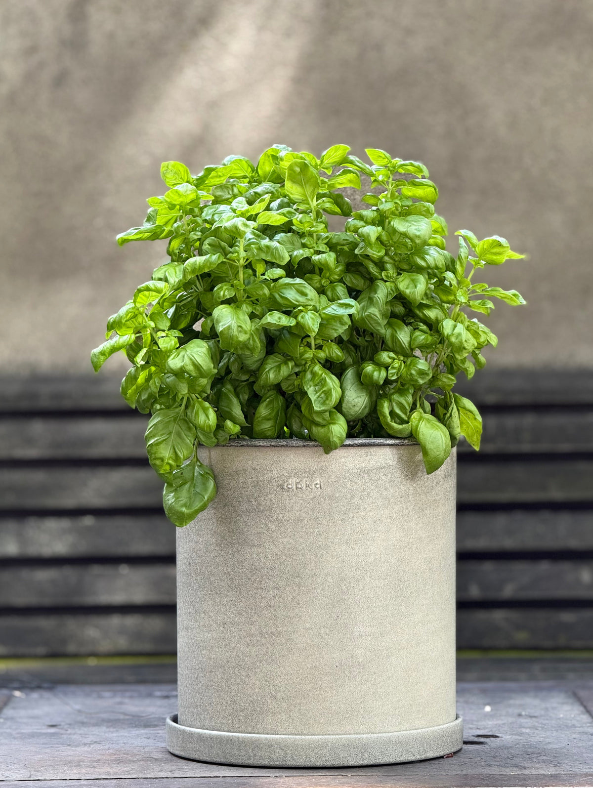Everleaf Genovese Basil | Ocimum basilicum therapyofflowers.com