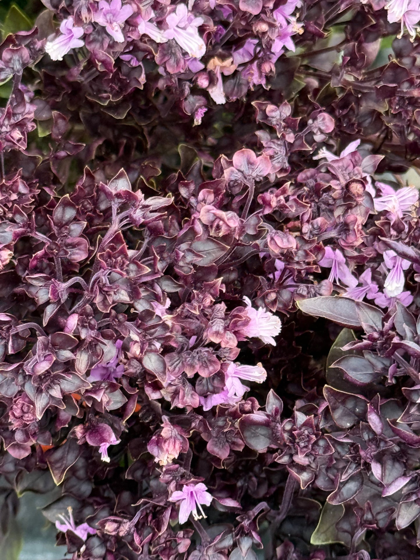 Purple Ball Basil | Ocimum Basilicum | Very aromatic Basil therapyofflowers.com