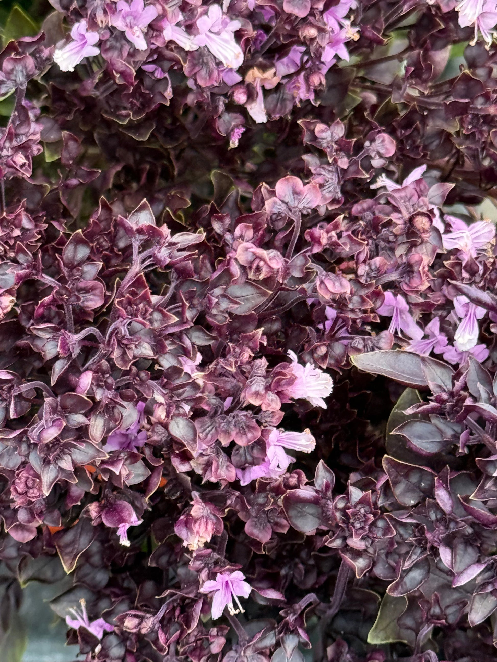 Purple Ball Basil | Ocimum Basilicum | Very aromatic Basil therapyofflowers.com