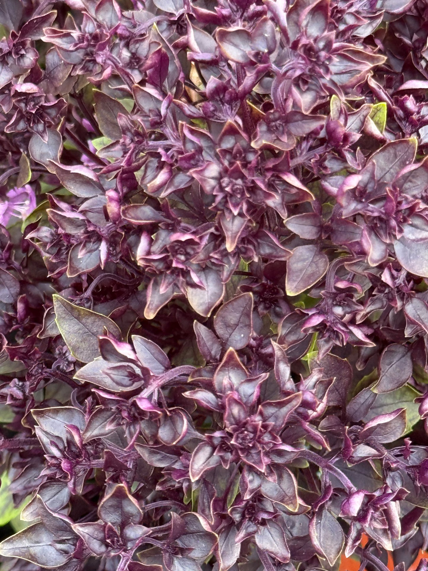 Purple Ball Basil | Ocimum Basilicum | Very aromatic Basil therapyofflowers.com