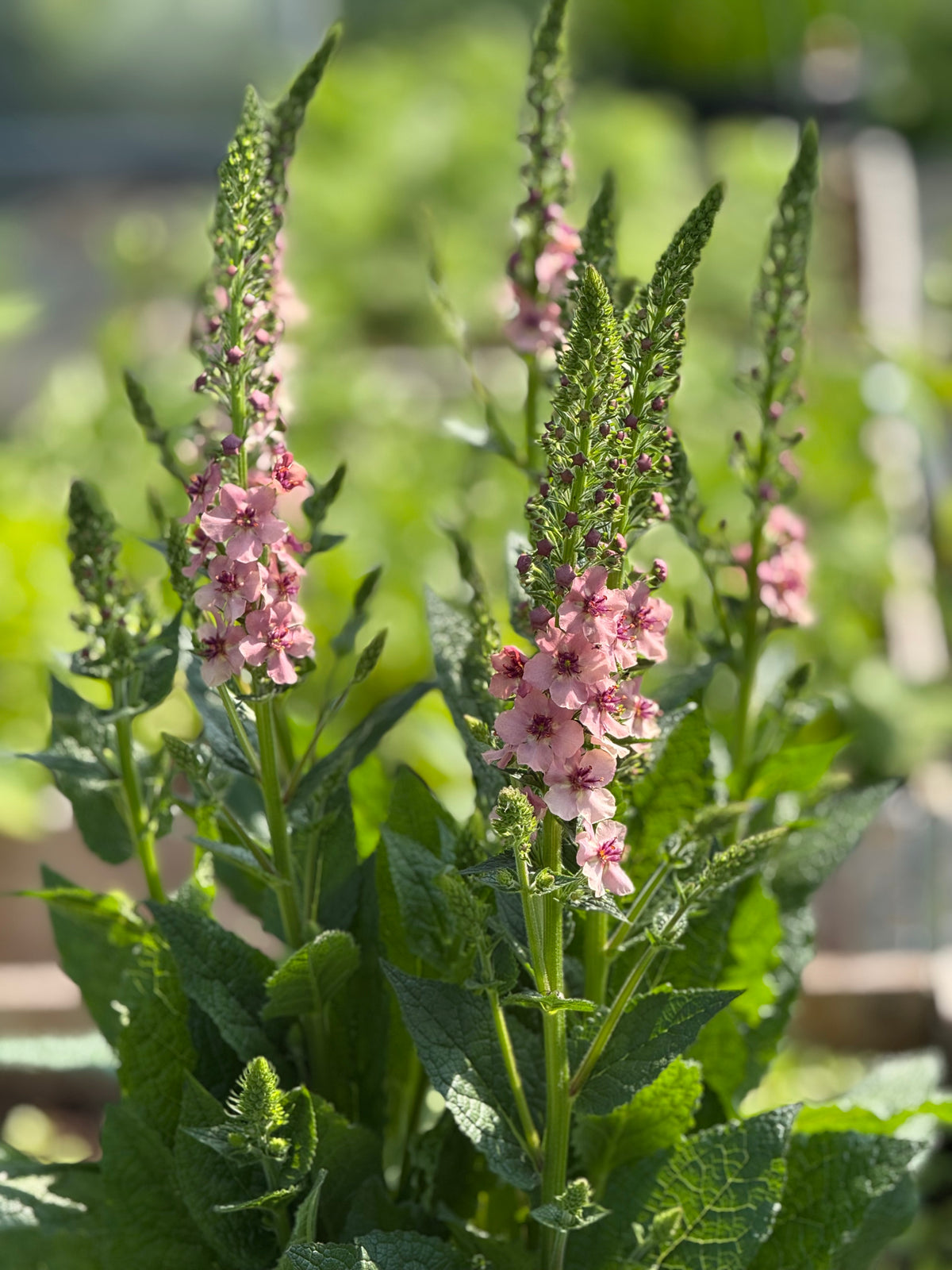 Deviņvīruspēks Southern Charm | Verbascum x hybrida 