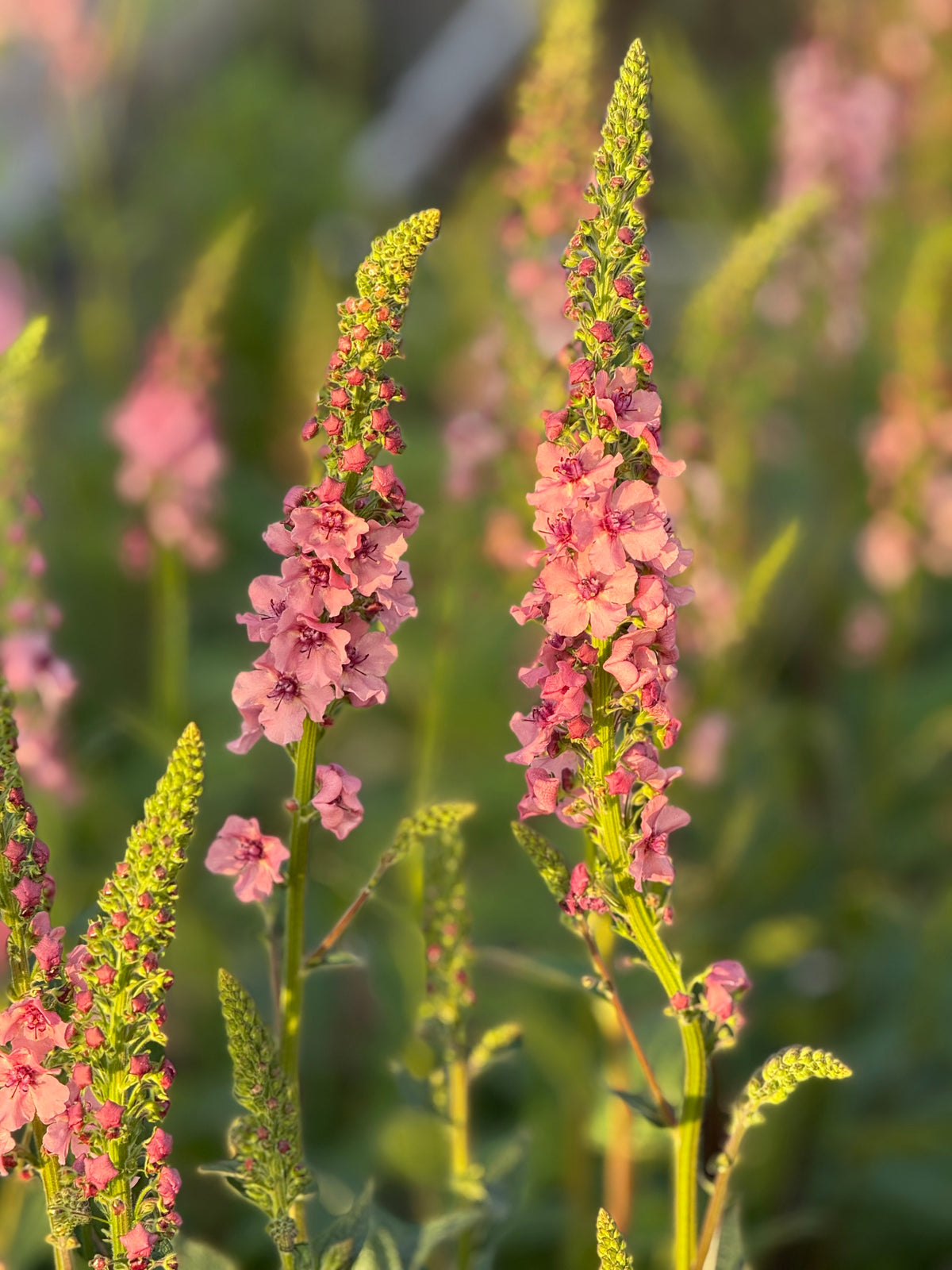 Deviņvīruspēks Southern Charm | Verbascum x hybrida 