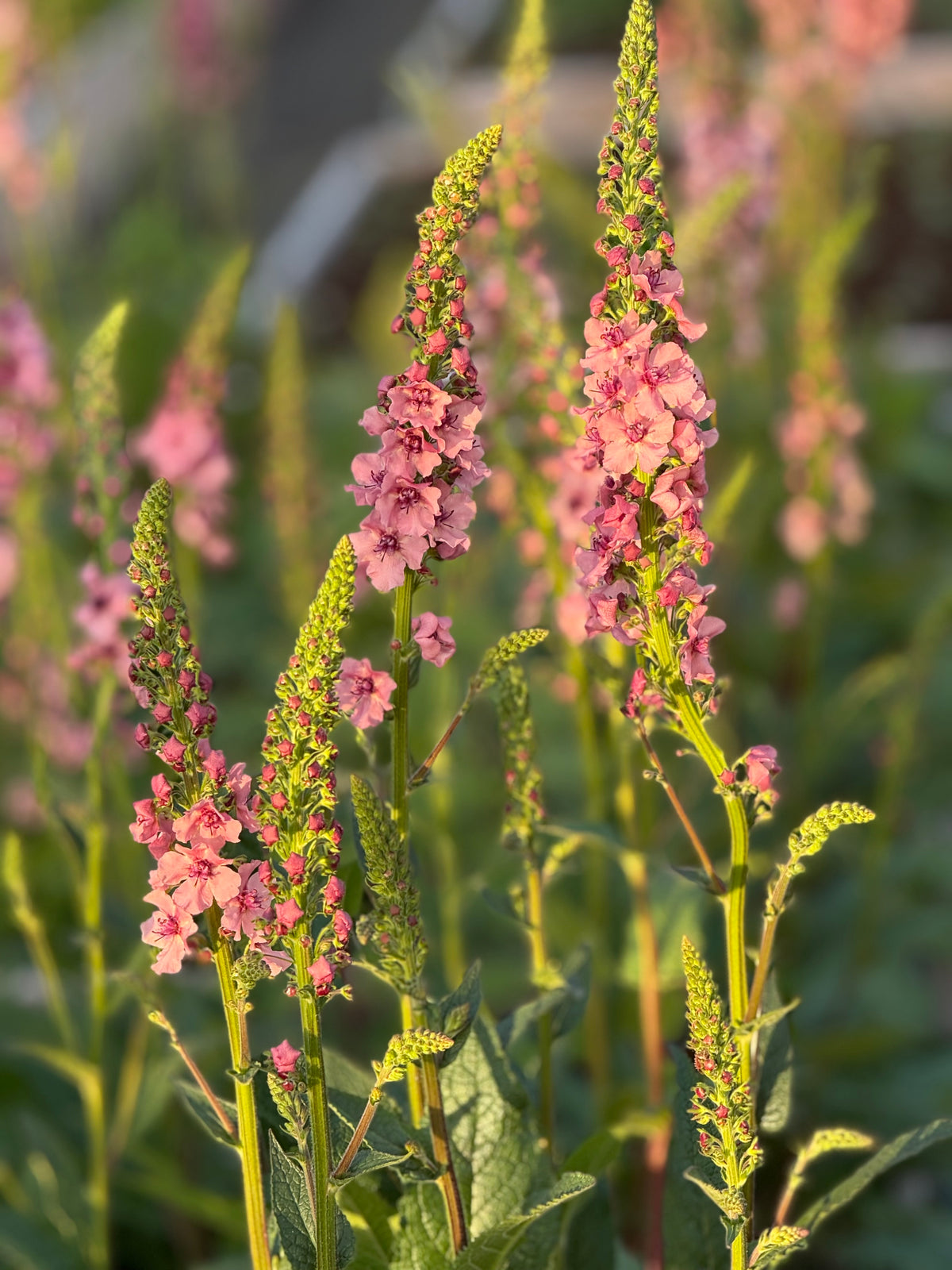 Deviņvīruspēks Southern Charm | Verbascum x hybrida 