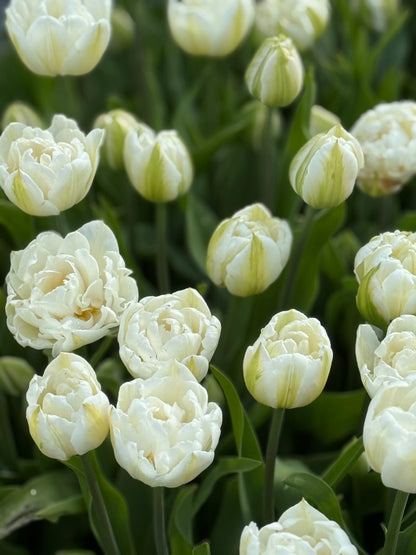 Tulip Mount Tacoma | Double Late Tulip therapyofflowers.com