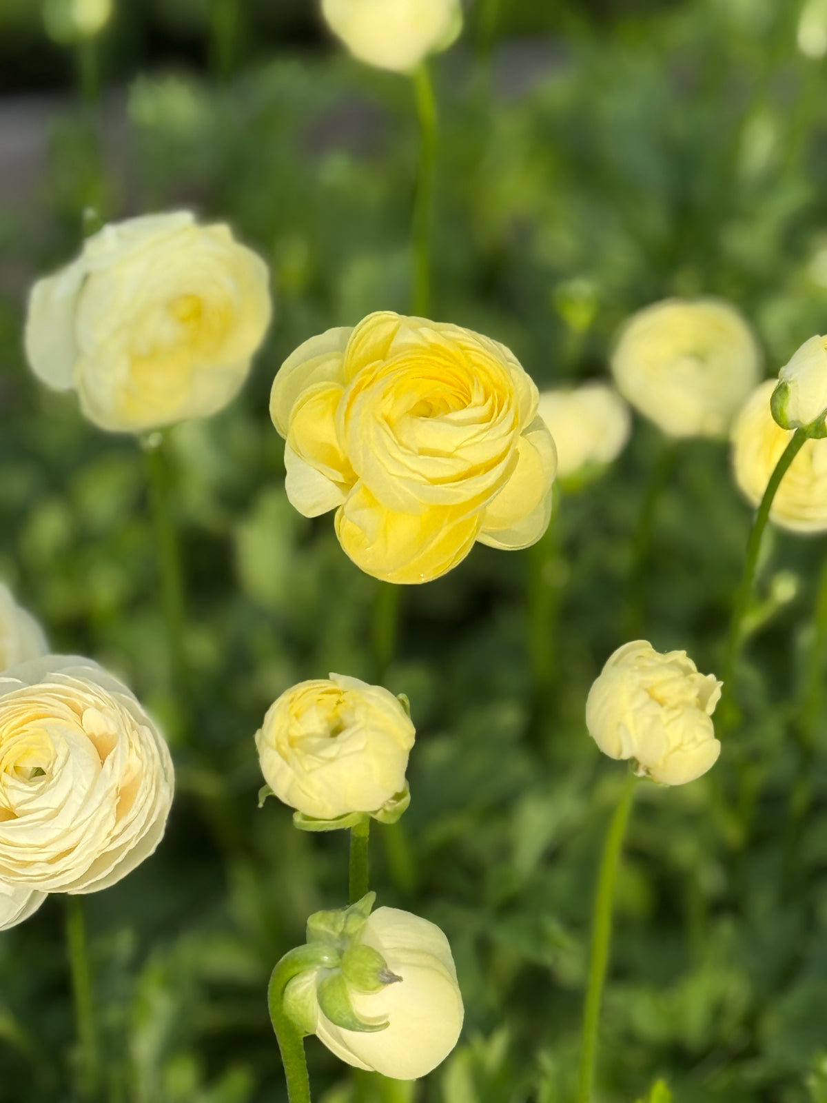 Āzijas gundega Elegance® CREMA 347G B&B | Ranunculus asiaticus | Gumu izmērs 4/5