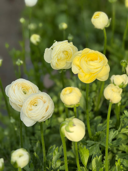 Āzijas gundega Elegance® CREMA 347G B&B | Ranunculus asiaticus | Gumu izmērs 4/5