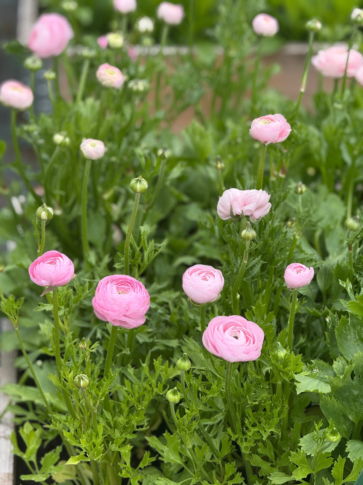 Āzijas gundega Elegance® ROSA CHIARO  85P B&B | Ranunculus asiaticus | Guma izmērs 4/5