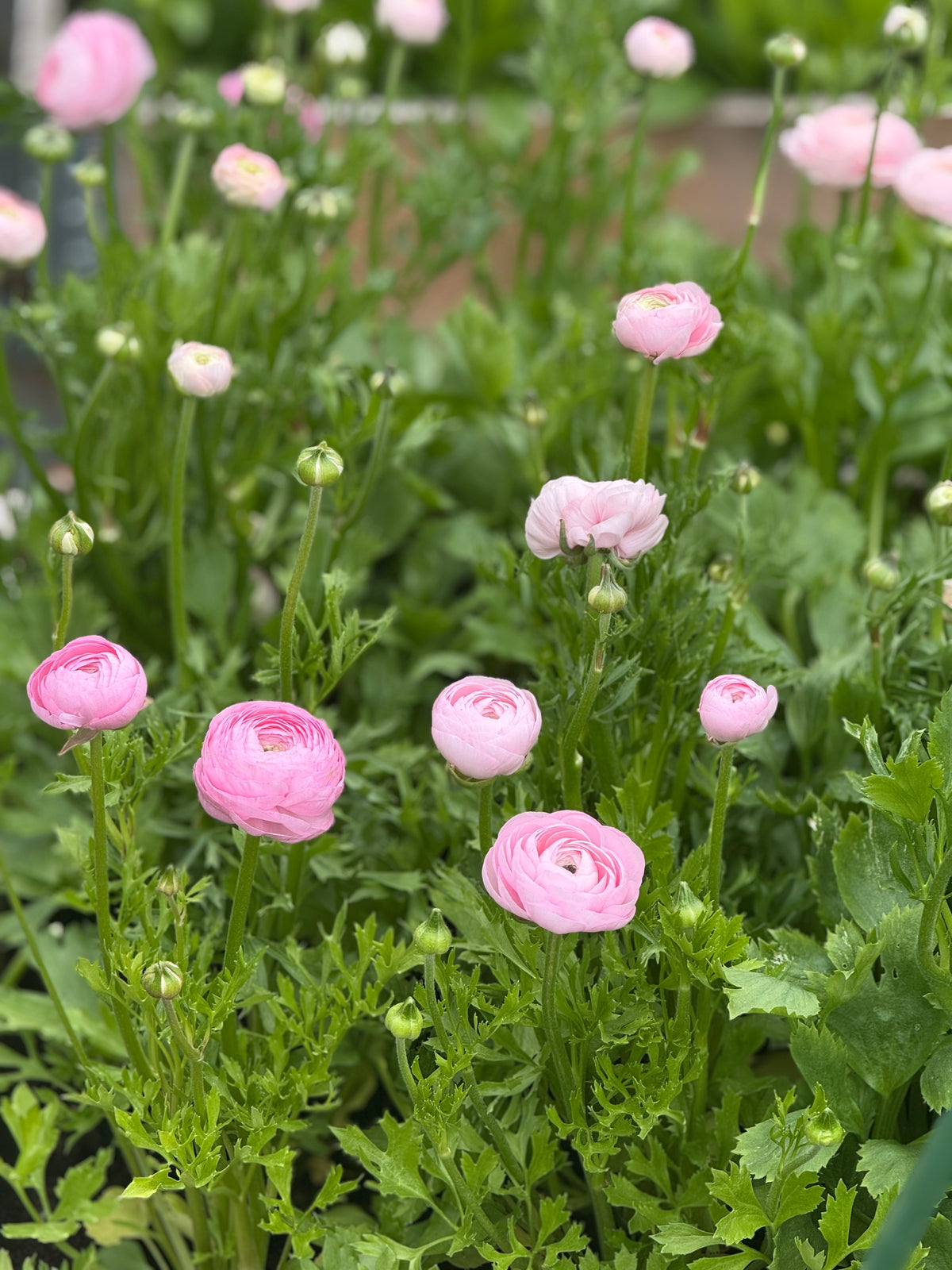 Āzijas gundega Elegance® ROSA CHIARO  85P B&B | Ranunculus asiaticus | Guma izmērs 4/5
