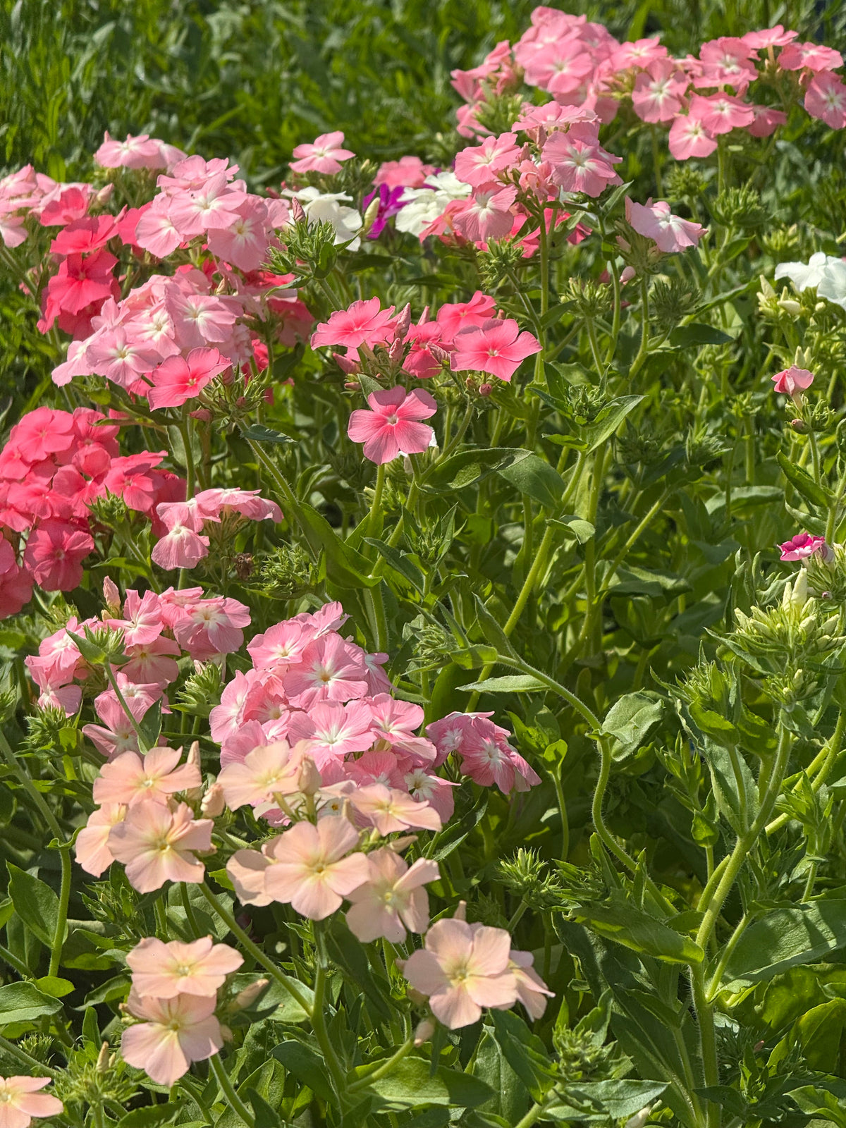 Phlox Drummondii Phlox of Sheep Pastel mix | Annual Phlox therapyofflowers.com