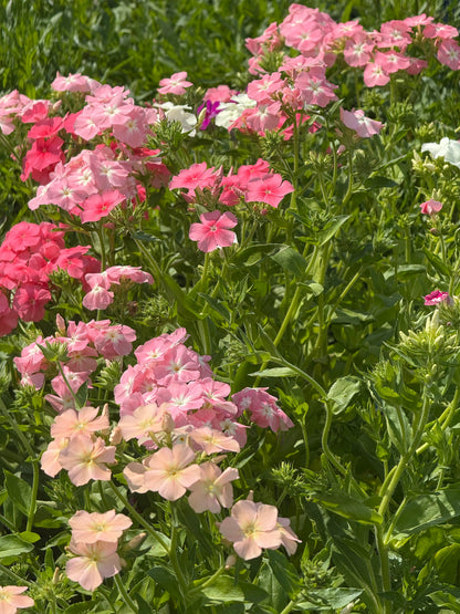 Phlox Drummondii Phlox of Sheep Pastel mix | Annual Phlox therapyofflowers.com