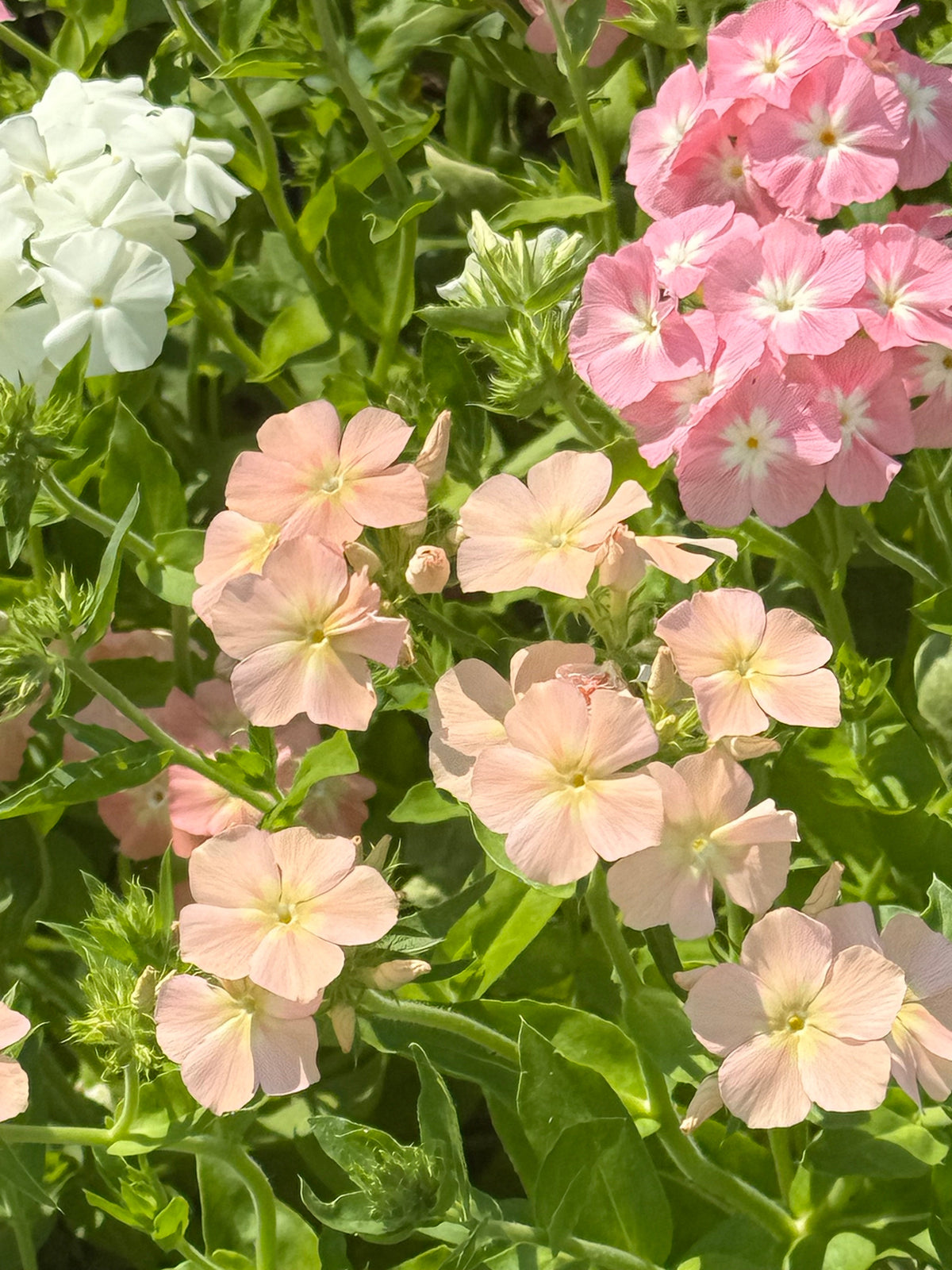 Phlox Drummondii Phlox of Sheep Pastel mix | Annual Phlox therapyofflowers.com