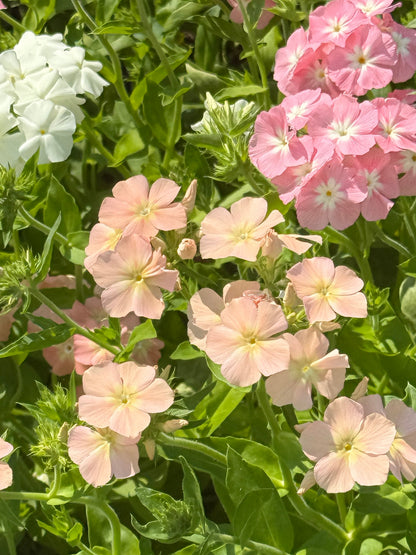 Phlox Drummondii Phlox of Sheep Pastel mix | Annual Phlox therapyofflowers.com
