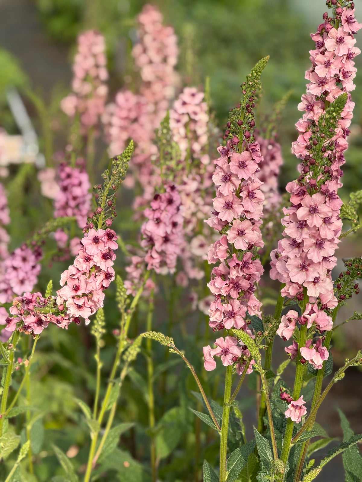 Deviņvīruspēks Southern Charm | Verbascum x hybrida 