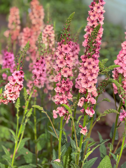 Deviņvīruspēks Southern Charm | Verbascum x hybrida 
