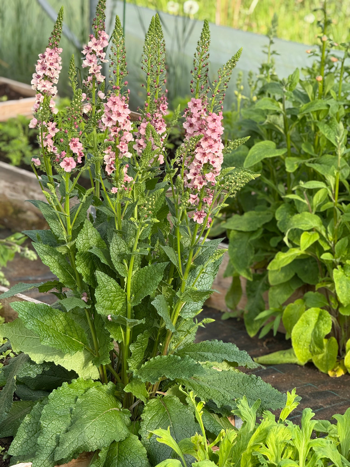 Deviņvīruspēks Southern Charm | Verbascum x hybrida 