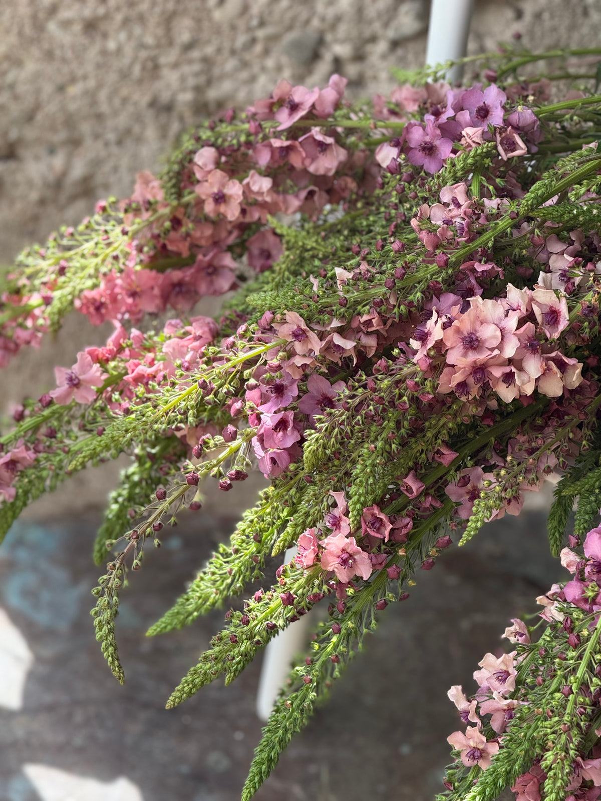Deviņvīruspēks Southern Charm | Verbascum x hybrida 