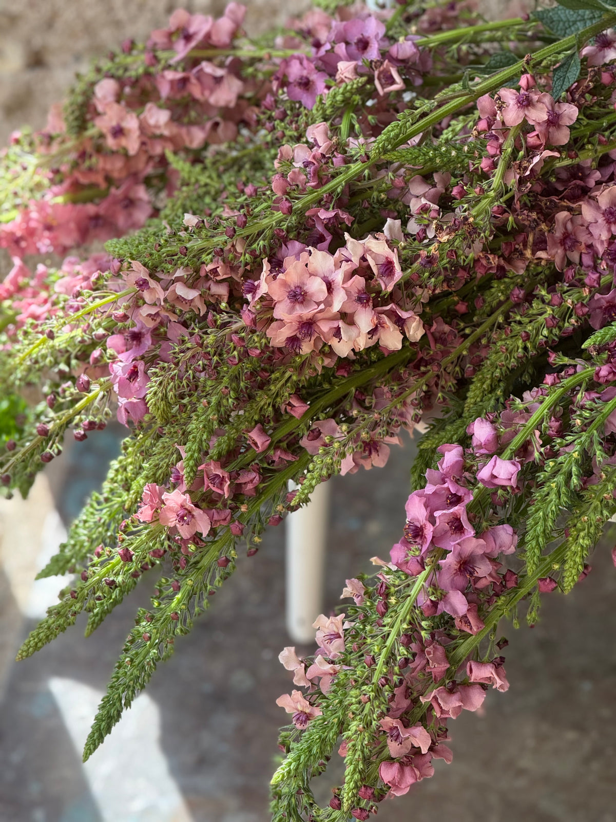 Deviņvīruspēks Southern Charm | Verbascum x hybrida 
