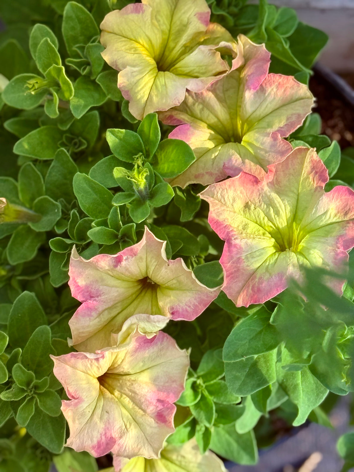 Lielziedu petūnija Sophistica® Antique Shades F1 | Petunia grandiflora