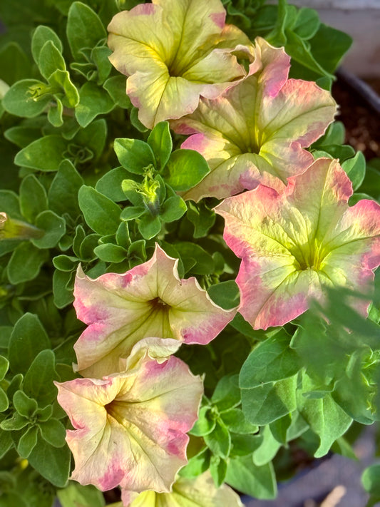 Lielziedu petūnija Sophistica® Antique Shades F1 | Petunia grandiflora