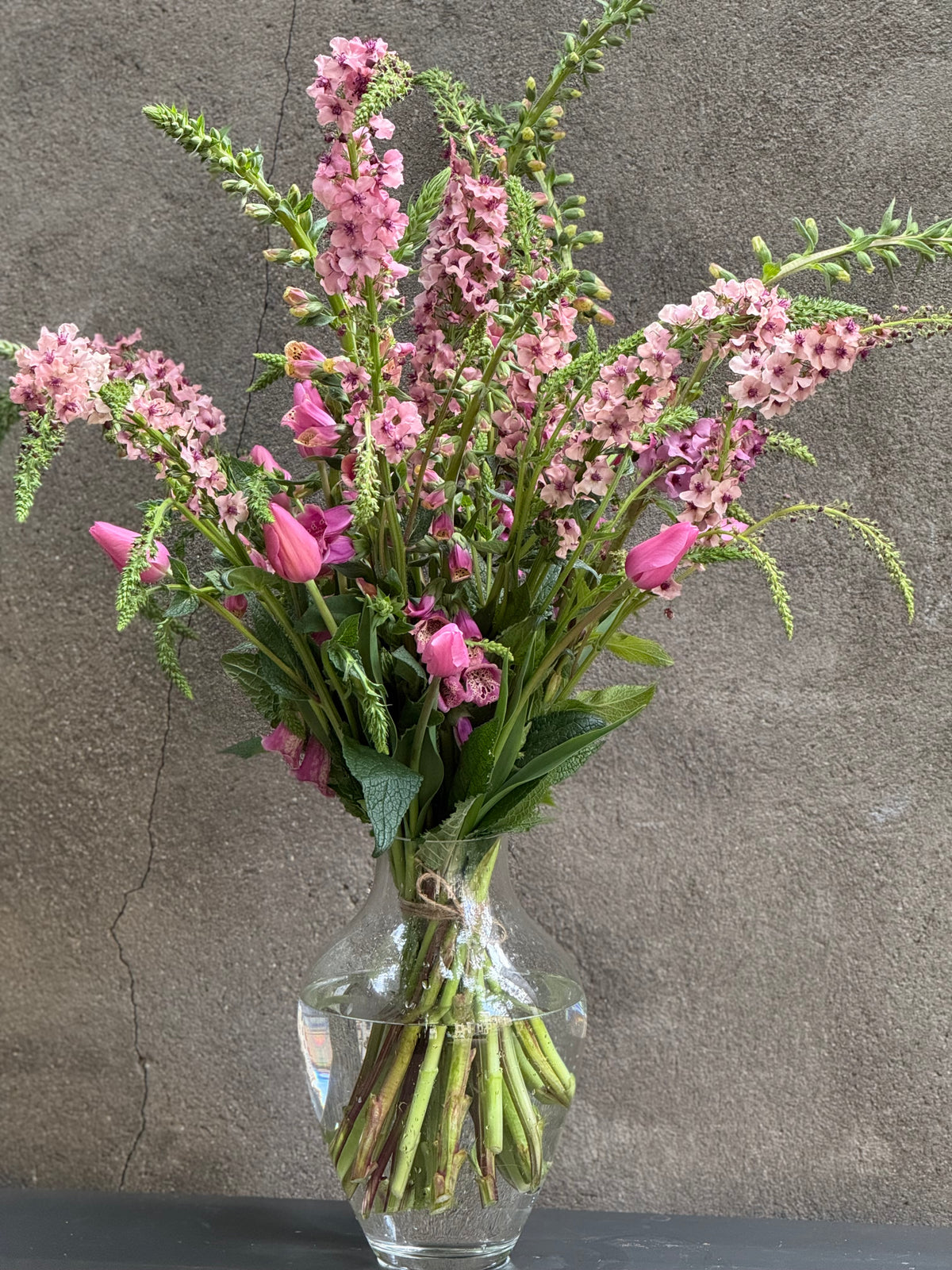 Deviņvīruspēks Southern Charm | Verbascum x hybrida 