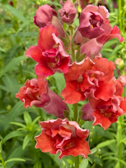 Snapdragon Madame Butterfly™ Cherry Bronze | Group 3,4 | Antirrhinum majus therapyofflowers.com