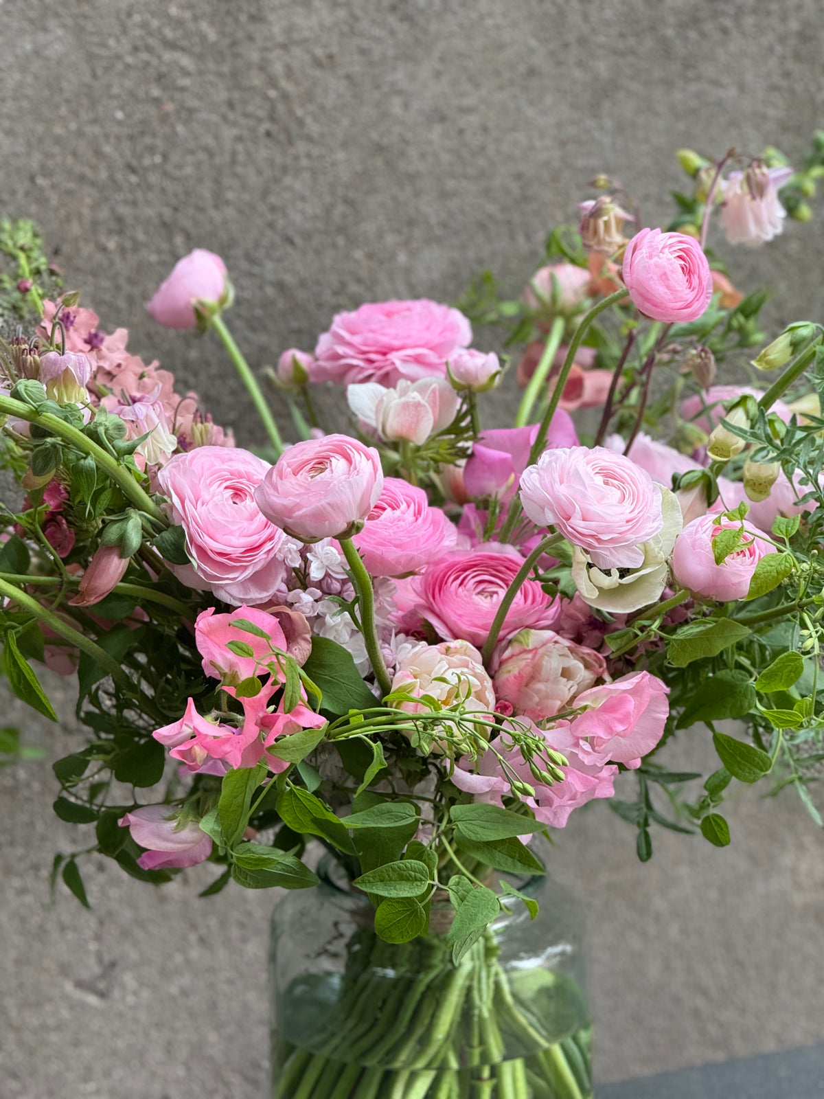 Āzijas gundega Elegance® ROSA CHIARO 2P10 | Ranunculus asiaticus | Guma izmērs 4/5