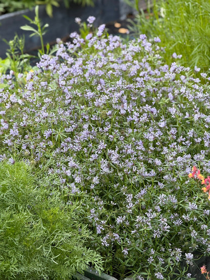 Asperula azurea Cloud Nine | Blue Woodruff therapyofflowers.com