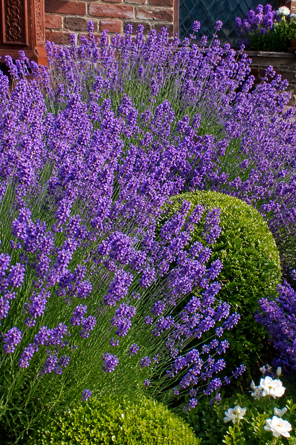 Lavandula angustifolia Munstead | English Lavender therapyofflowers.com