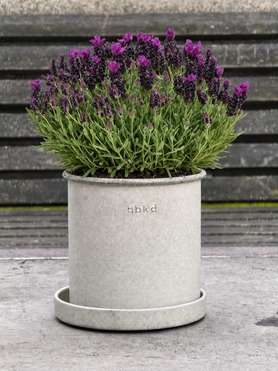 Stohādu lavanda Bandera Deep Purple | Lavandula stoechas | Kupls augs