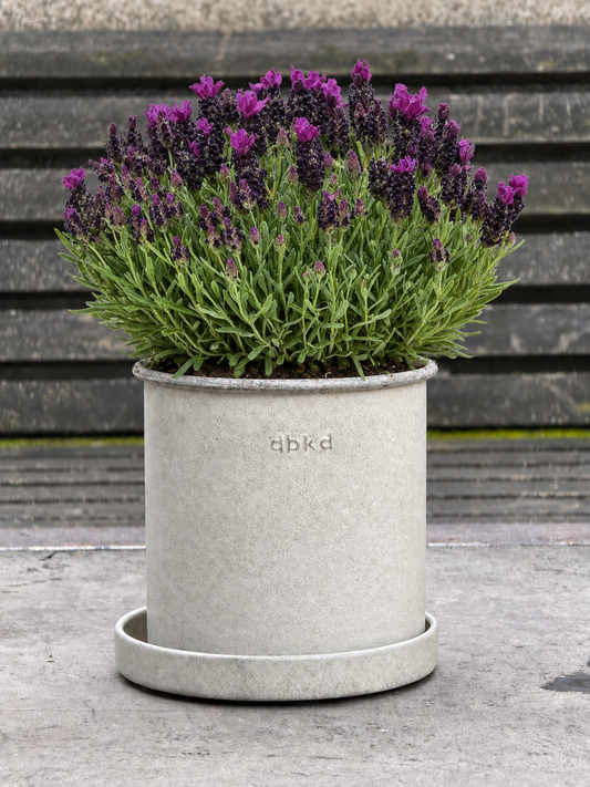 Stohādu lavanda Bandera Deep Purple | Lavandula stoechas | Kupls augs
