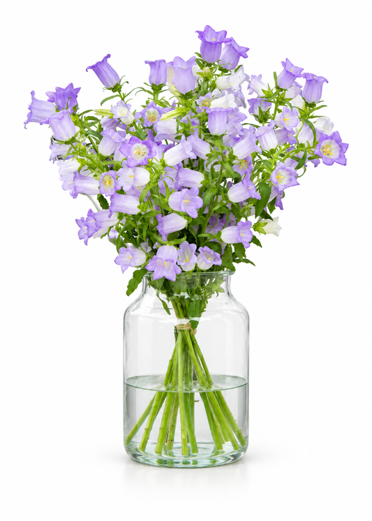 Pulkstenīte Champion Lavender F1 | Campanula medium