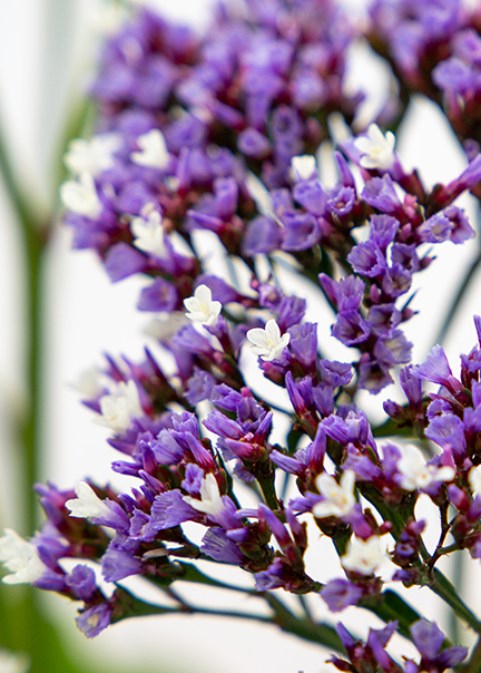 Close-up of dried purple and white flowers with green stems on a white background.
