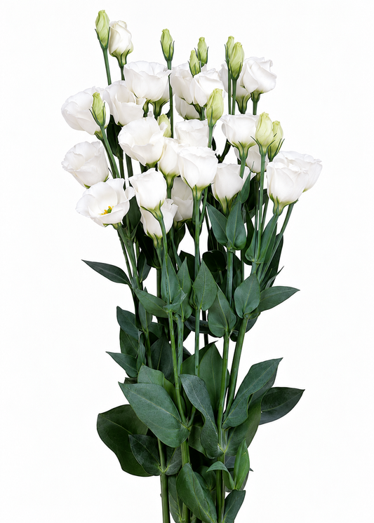 Liziante Piccolo® Pure White F1 | Eustoma grandiflorum | Group 2